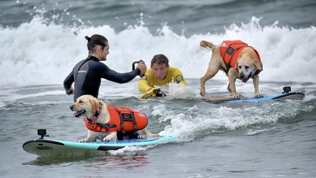 Top surfing dogs catch waves at California beach